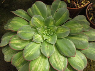 Aeonium davidbramwellii 'Starburst'   - Pot  6 cm