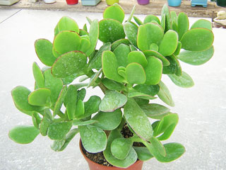 Crassula ovata 'Green Bird'   - Pot  8 cm