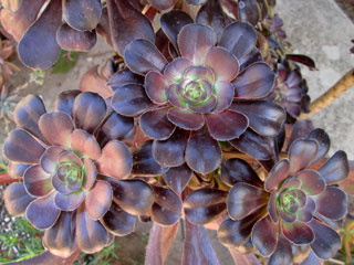 Aeonium 'Plum Purdy'   - Pot 10 cm