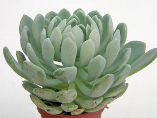 Pachyveria 'Scheideckeri'   - Pot  6 cm