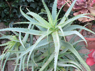 Aloe arborescens 'Gold Rush'   - Pot 17 cm H 25-30 cm