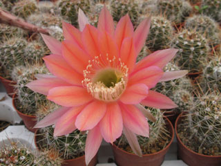 Echinopsis hybride 'Pisco' (rose orangé)   - Pot  5 cm