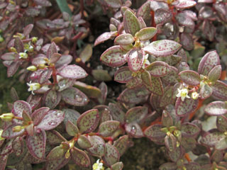 Crassula volkensii   - Pot  5 cm