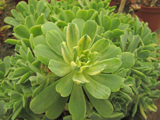 Aeonium castello-paivae 'Harry Mak' (ex 'Suncup')   - Pot 10 cm