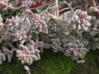 Graptopetalum 'Mirinae'   - Pot  5 cm