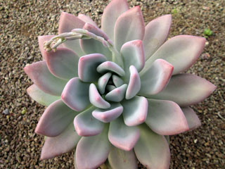 Graptoveria 'Opalina'   - Pot  6 cm