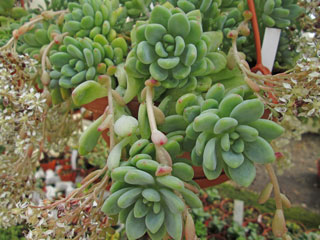 Sedum clavatum   - Pot  8 cm