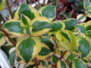 Crassula sarmentosa 'Comet'   - Pot  8 cm