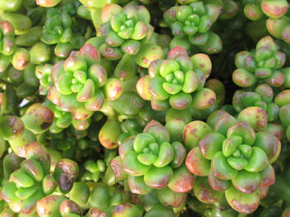 Sedum lucidum 'Obesum'   - Pot  6 cm