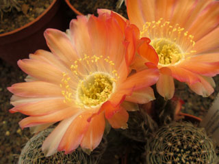 Echinopsis densispina  (Lobivia chlorogona FR 403)   - Pot  5 cm