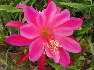 Epicactus 'Unforgettable' (magenta et rose)   - Pot  8 cm