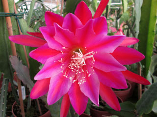 Epicactus 'Madagascar' (rouge et violet)   - Pot  8 cm