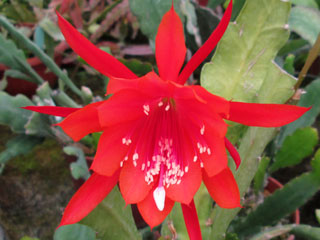 Epicactus 'Emperor's Gladiator' (rouge orangé)   - Pot  8 cm