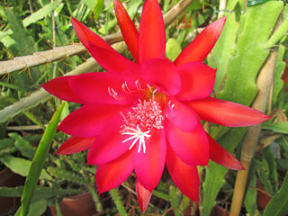 Epicactus 'Ventura Jubilee' (rouge et pourpre)   - Pot  8 cm