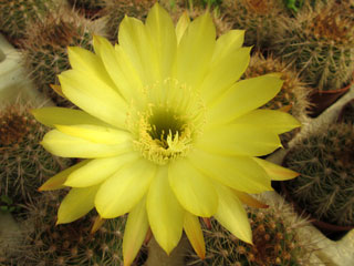 Echinopsis schickendantzii x formosa F1   - Pot 12 cm