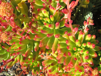 Sedum 'Santa Barbara'   - Pot  6 cm