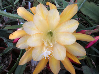 Epicactus 'Going Bananas' (jaune)   - Pot  8 cm