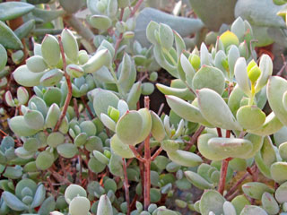 Cotyledon woodii (forme compacte)   - Pot  6 cm