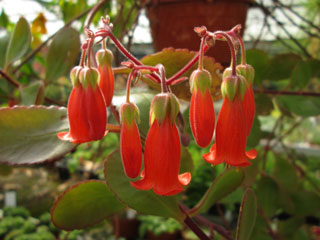 Kalanchoe rebmannii   - Pot  6 cm