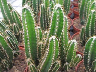 Cereus 'Fairy Castle'   - Pot  6 cm