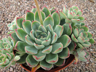 Echeveria 'Ileen'   - Pot  6 cm