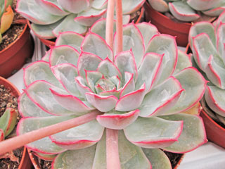 Echeveria 'Blue And Yellow'   - Pot  6 cm