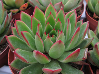 Echeveria agavoides x pulidonis   - Pot  6 cm