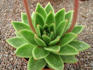 Echeveria 'Lucas' (''Miranda'')   - Pot  6 cm