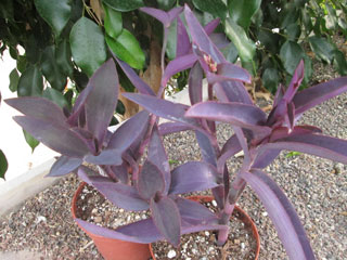 Setcreasea pallida 'Purpurea' (Tradescantia purpurea)   - Pot 10 cm