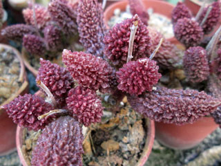 Adromischus marianiae fma. herrei 'Red Coral'   - Pot  5 cm