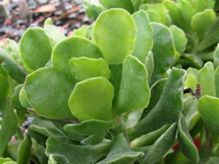 Adromischus cristatus var. zeyheri   - Pot  6 cm