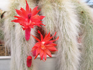 Hildewintera colademononis (Cleistocactus colademono)   - Pot  8 cm