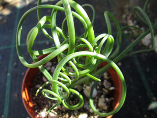 Albuca namaquensis   - Pot  6 cm