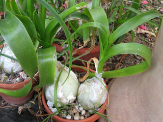 Ornithogalum caudatum   - Pot  6 cm