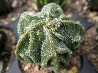 Astrophytum myriostigma  'Fukuryû'   - Pot  5 cm