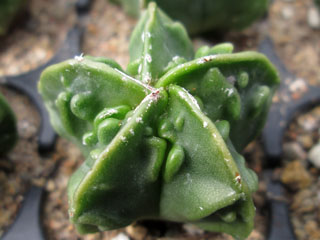 Astrophytum myriostigma var. nudum  'Fukuryû'   - Pot  5 cm