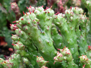 Euphorbia enopla fma. monstruosa   - Pot  6 cm