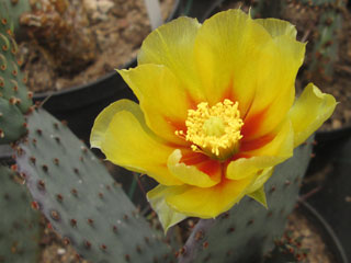 Opuntia macrocentra     - Pot 12 cm