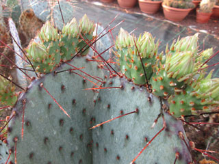 Opuntia macrocentra   