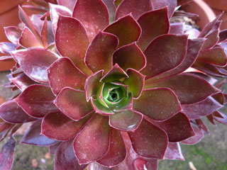 Aeonium 'Phoenix Flame'   - Pot  5 cm