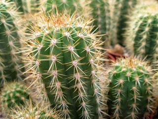 Echinopsis bolligeriana (Trichocereus bolligerianus)   - Pot  6 cm