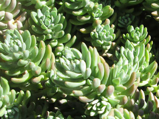 Sedum sediforme (Carcès, Var)   - Pot  6 cm