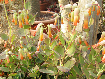 Kalanchoe laxiflora   - Pot  6 cm