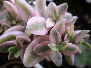 Crassula volkensii fma. variegata   - Pot  5 cm