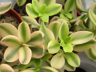 Crassula volkensii fma. variegata 