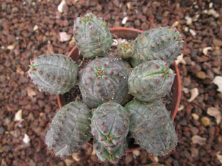 Euphorbia pseudoglobosa x obesa   - Pot  5 cm