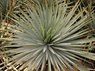 Yucca  'Blue Swan'   - Conteneur 10 L H 35-40 cm