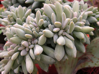 Pachyveria 'Clavata Cristata'   - Pot  6 cm