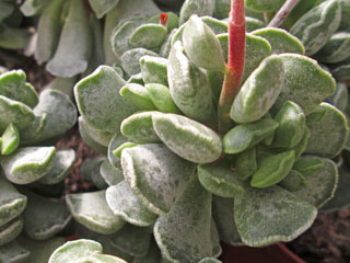 Adromischus cristatus (Ecca Pass)   - Pot  5 cm