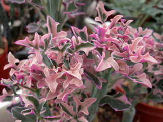 Senecio articulatus fma. variegata   - Pot  6 cm